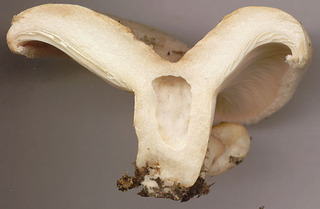 Lactarius pubescens