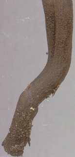Geoglossum umbratile
