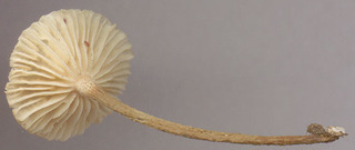 Crinipellis scabella