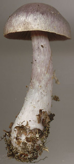 Cortinarius alboviolaceus