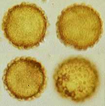 Hypomyces chrysospermus