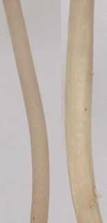 Mycena cinerella