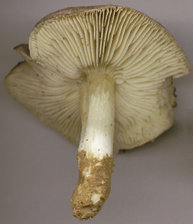 Tricholoma portentosum