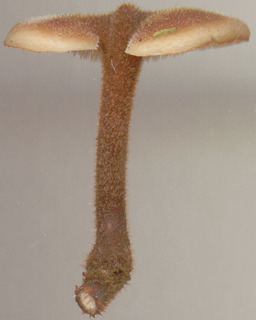 Auriscalpium vulgare