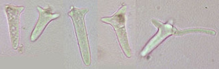 Nectria lugdunensis