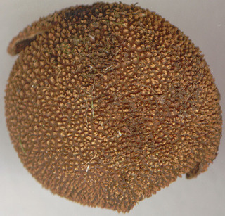 Elaphomyces muricatus