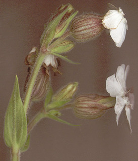 Microbotryum lychnidis-dioicae