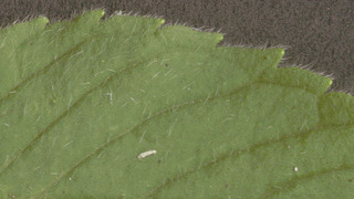 Mentha arvensis x spicata = M. x gracilis