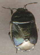 Canthophorus impressus
