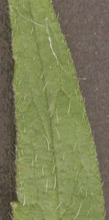 Knautia arvensis