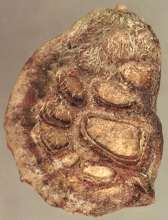 Onobrychis viciifolia