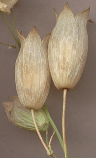 Silene vulgaris ssp vulgaris