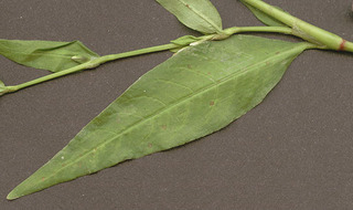Persicaria hydropiper