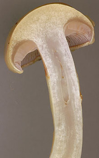 Cortinarius delibutus