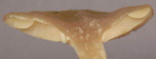 Lactarius obscuratus