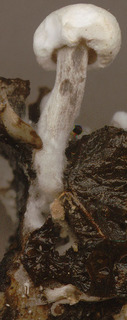 Asterophora lycoperdoides
