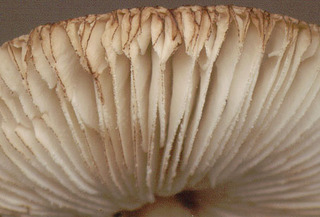 Leucoagaricus georginae