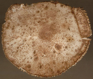 Leucoagaricus georginae