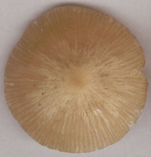 Entoloma rhodopolium