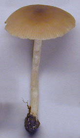 Entoloma rhodopolium
