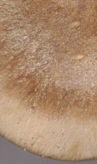 Cortinarius infractus