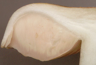 Entoloma prunuloides