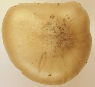 Entoloma prunuloides