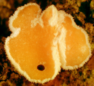 Lachnellula occidentalis