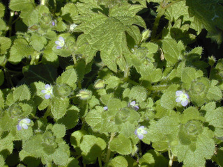 Veronica hederifolia ssp hederifolia