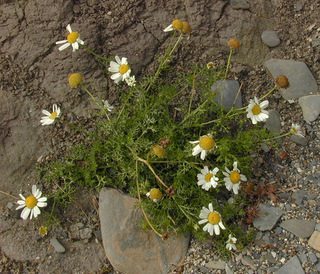 Tripleurospermum maritimum ssp maritimum