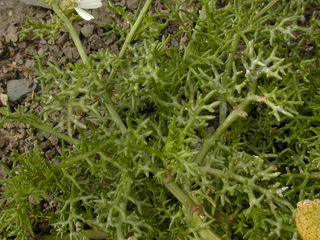 Tripleurospermum maritimum ssp maritimum