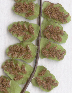 Asplenium trichomanes ssp quadrivalens