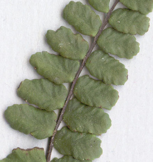 Asplenium trichomanes ssp quadrivalens