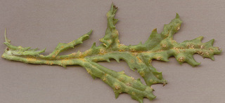 Puccinia lagenophorae