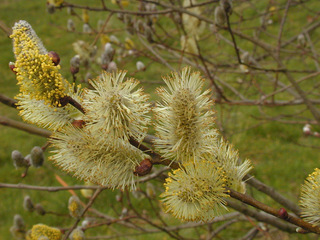 Salix cinerea ssp oleifolia