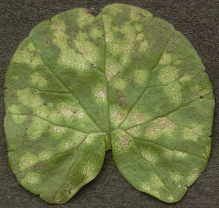 Entyloma ficariae