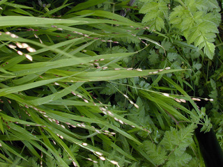 Melica uniflora