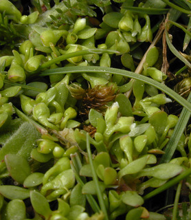Montia fontana ssp chondrosperma