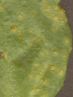Puccinia lagenophorae