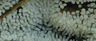 Ceratiomyxa fruticulosa var fruticulosa
