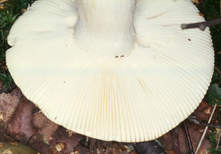 Russula aeruginea