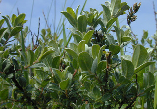 Salix repens var argentea