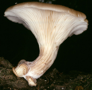 Pleurotus cornucopiae