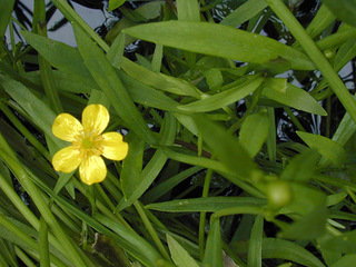 Ranunculus flammula ssp flammula