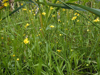 Ranunculus flammula ssp flammula