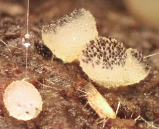 Ascobolus albidus