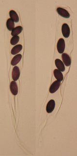 Ascobolus albidus