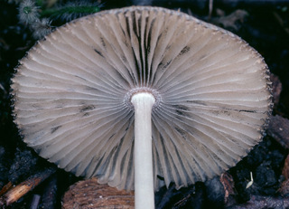 Parasola leiocephala
