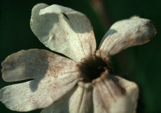 Microbotryum lychnidis-dioicae