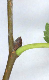 Ulmus minor ssp angustifolia